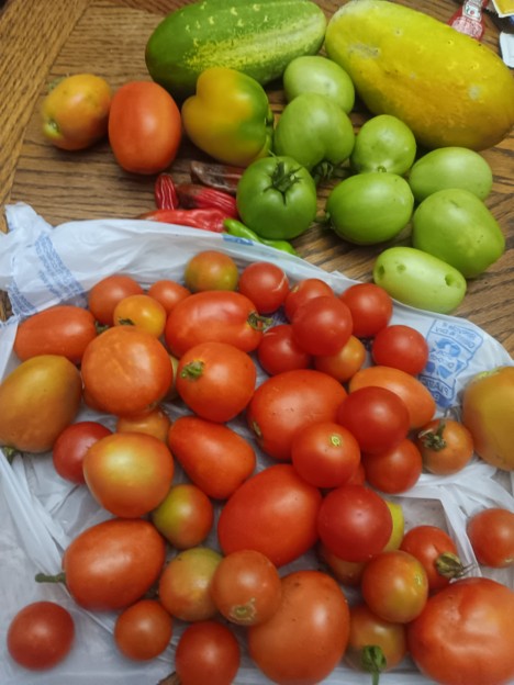 Vegetables from Harvest Success: Community Gardens Flourish